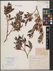 Salix bicolor subsp. basaltica (H. J. Coste) I. V. Belyaeva